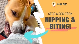 How to Stop a Dog From Nipping \u0026 Biting You!