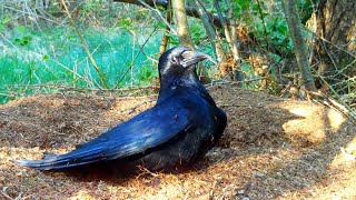 Birds Bathing on an Ant Hill / Anting Birds