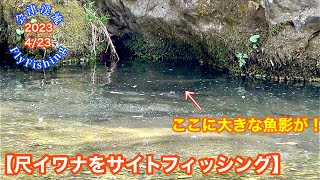 2023-4/23会津渓流FlyFishing【尺イワナをサイトフィッシング】31cm尺イワナ