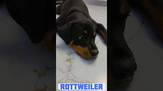 Itna mahanga #shorts #shortvideo #animals #rottweiler #comedy #trending #funny #viralvideo