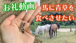 【お礼動画】馬のための青草の種まき【ほしい物リスト】