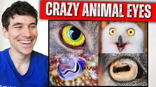 7 Animal Eyes That Will Blow Your Mind!