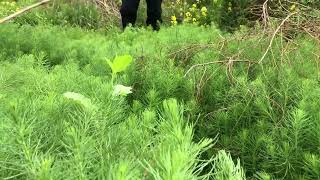 农村神奇野菜，能吃出海鲜味道还不用放盐，来看看你认识吗？