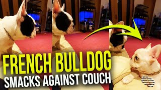 French Bulldog Tries to Jump and Climb the Sofa Like His Brother but Smacks Against It