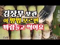 김장무 이렇게 보관해야 봄까지 바람들지 않고 썩지 않게 아삭아삭 먹어요 #김장무보관 #김장무 #김장무수확