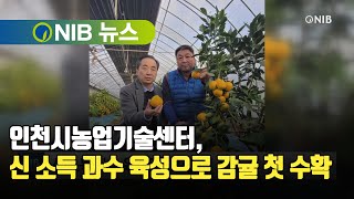 [NIB 뉴스] 인천시농업기술센터, 신 소득 과수 육성으로 감귤 첫 수확