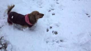 犬は喜び庭駆け回る♪