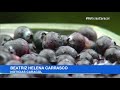 arándano una fruta pequeña que aporta gigantescos beneficios a la salud