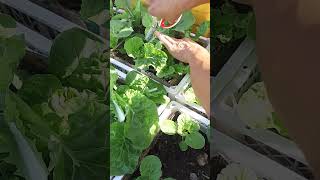 Vegetable 06 #garden #viralvideo #vegetables #plants #shorts  #vegetablegarden #farming