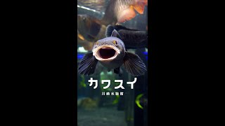 カワスイ川崎水族館 01