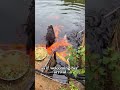 Black Swan feeds fish daily