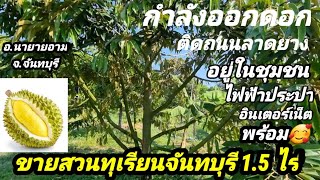 EP.80#ขายสวนทุเรียนโฉนด 1.5ไร่ 2.5ติดถนนลาดยาง 2.5 ล้านพร้อมโอน0656654979เก๋