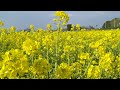 和泉リサイクル環境公園　梅　菜の花　３