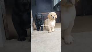 Velli Yaar|Black And White Labrador|Cute Dogs|Quality Of Labrador|Labrador Puppies|#shorts