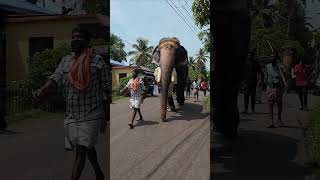 #768 . guruvayur rajasekharan . elephant video in Kerala 🔥