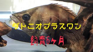 【アクアリウム】ダトニオプラスワン飼育6ヶ月