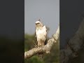 Eagle | Crested Hawk Eagle #shorts