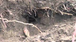 Ecological Impact Mitigation with ENiMS - Badgers