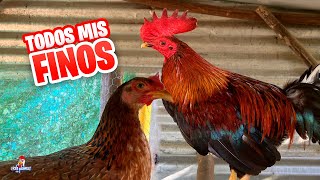 Todos mis Gallos y Gallinas FINAS 🐓