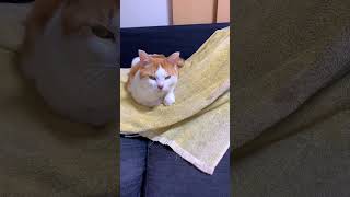 洗濯物を放置してたら、つくしに怒られ…た？　#cats #catvideo #cat #catlover #catvideos #保護猫 #猫動画 #shortvideo #猫 #catcat