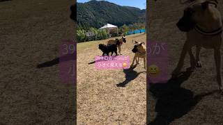 黒髪美女が小さく見えちゃうグレート姐さん達　#shorts #グレートデン #dog #大型犬 #flatcoatedretriever #cute #犬 #犬のいる暮らし