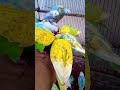 This Amazon bird toy is SO COOL #parrot #birds #budgiesparakeet #budgis #birdslover #lovebirds #cute