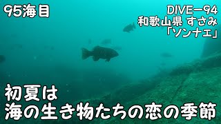 【ダイビング】和歌山県すさみ「ソンナエ」初夏の海の生き物たちは繁殖期真っただ中みたい（’２０年６月　９５海目）