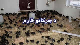 د چرګانو فارم