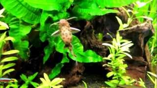 SYNODONTIS PETRICOLA **** Dwarf Lake Synodontis ****