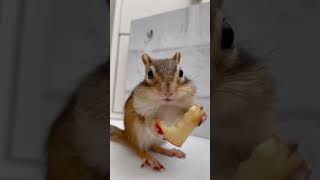 りんごASMR🍎🐿