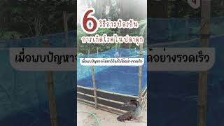 6 วิธีป้องกันการเกิดโรคในปลาดุก #ลูกประมงไทย #เลี้ยงปลาดุก #โรคปลาดุก