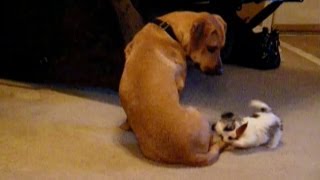 Cute Puppy Chases Tail