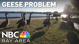 Foster City geese becoming a costly problem