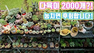 무려 2000개 를 바라보는 다육이     애호가 집!