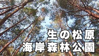 海の近くで森林浴気分♪【生の松原海岸森林公園】