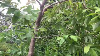 Harvesting 7lb Soursop