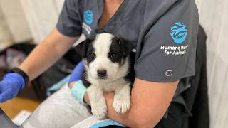 Millions are struggling to afford pet care — and it affects all of us