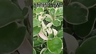 Hoya carnosa / How to water to save