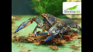 Cherax destructor - www.shrimp.sk