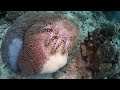 三日間でオニヒトデがサンゴを食べるスピード　ボホールダイビング　the speed that acanthaster eats coral in three days.