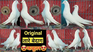 Original Tare Bedagg Full White Kabootar. Amol Bhai. Vikroli. Mumbai.