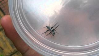 20130128_181233.mp4 (Fighting Spider)