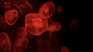 Deep Red Jellyfish Aquarium | Soothing Sleep Music [10 Hours]