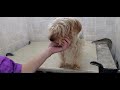 How to groom a Yorkshire Terrier dog breed full grooming transformation, 3/4