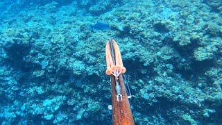 【魚突き】奄美大島 ナンヨウブダイ（Steephead parrots)