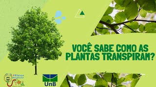 Você sabe como as plantas transpiram?