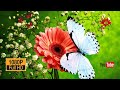 Butterflies Flying in Slow Motion HD -Houston Butterfly Museum Full HD video