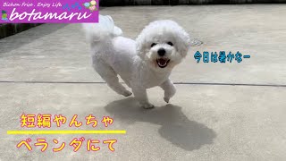 【このベランダが好き】この笑顔最高！！なやつ　ビションフリーゼ