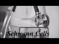 Learn how to pronounce Schwann Cells.