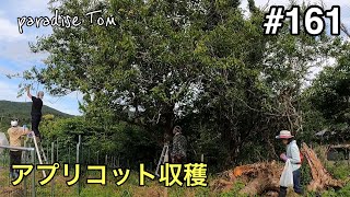 【土地開拓日記】#161 畑を作ろう　アプリコット収穫　山林から畑への道のり